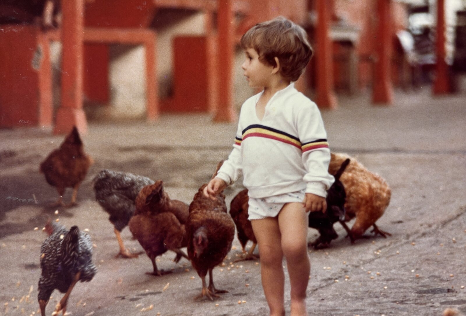 Childhood photograph, feeding the chickens